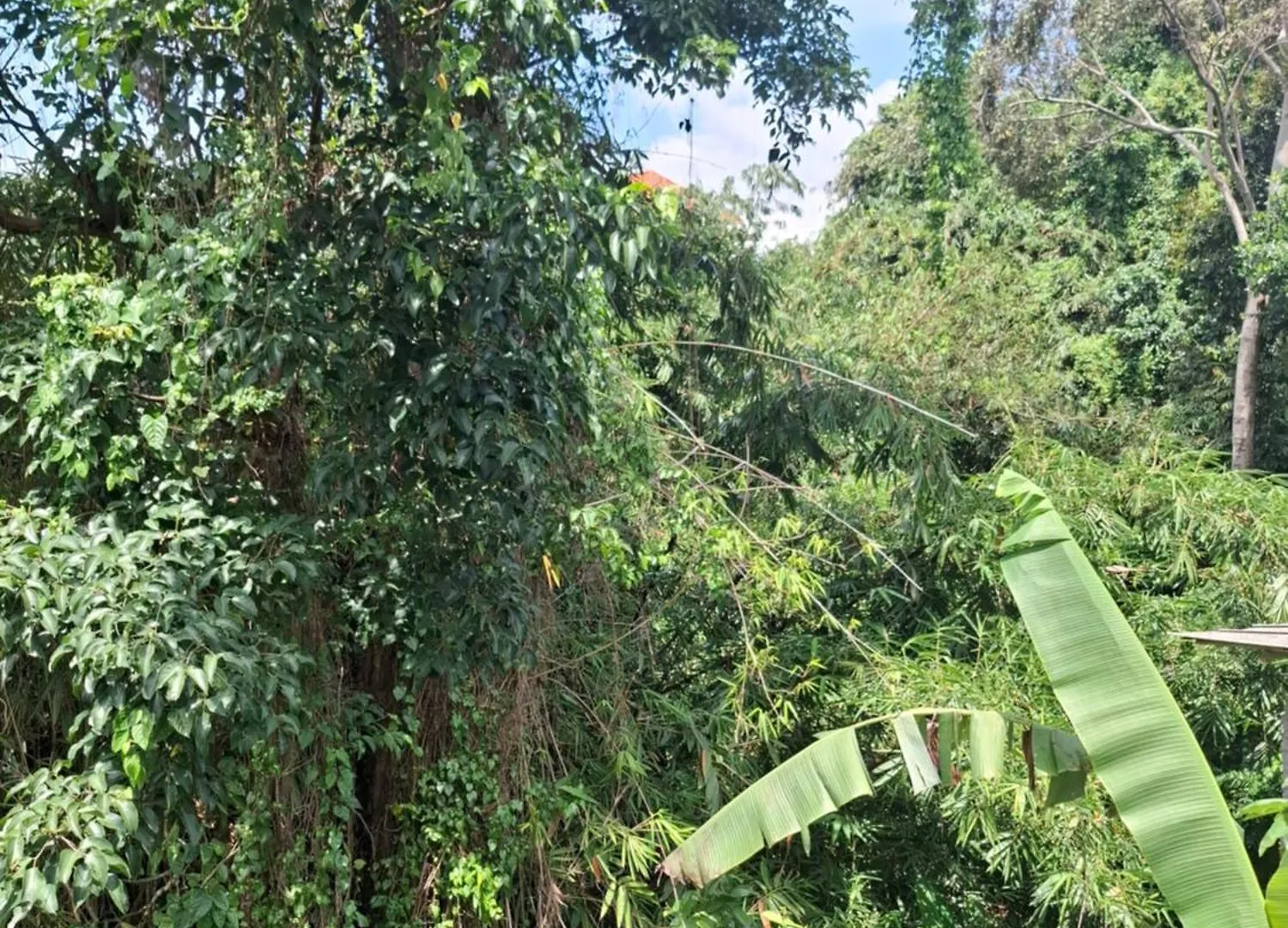 Palm House Ubud 우붓