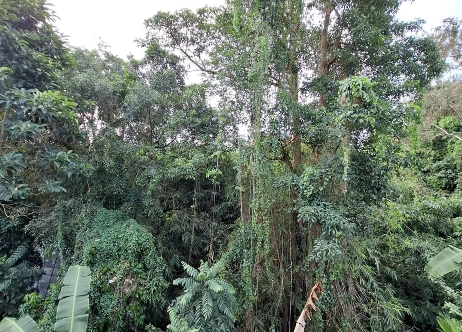 Palm House Ubud